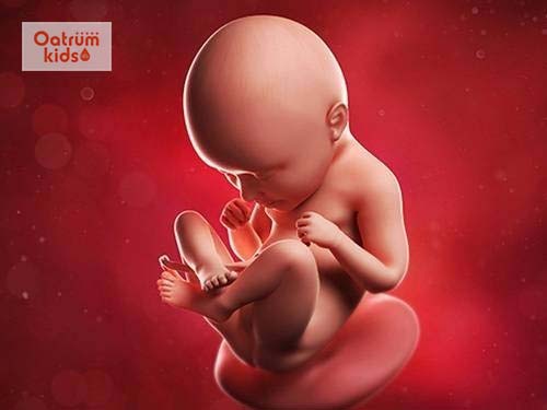 Thai 29 tuần tuổi là giai đoạn bé phát triển thị lực và mầm răng.