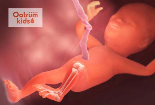  Thai nhi 16 tuần tuổi là lúc xương của bé đang trở lên cứng cáp hơn.