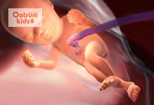  Thai nhi 24 tuần tuổi sẽ mọc tóc dày hơn và biết mở hé mắt.