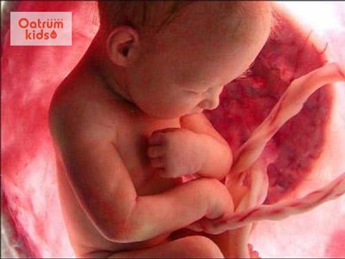  Dây rốn khi trẻ còn trong bụng mẹ