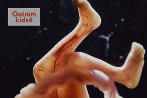 Các mạch máu hình thành và bé liên tục nhào lộn trong bụng mẹ.