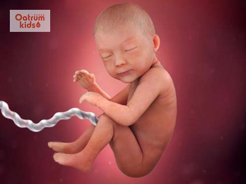 Khuôn mặt thai nhi ở tuần 17 đã rõ hơn và biết chớp mắt.