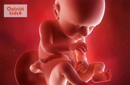 Thai 27 tuần tuổi đang phát triển mạnh mẽ các mô não và dây thần kinh.