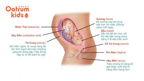 Thai 28 tuần tuổi phát triển cơ bắp và xương cốt cứng hơn.