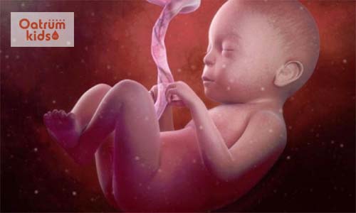  Thai nhi 34 tuần đã có được hệ thống xương cốt chắc chắn.