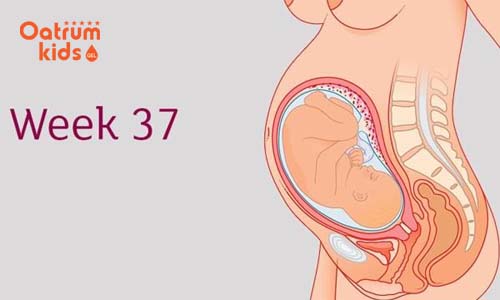 Thai nhi 37 tuần đã phát triển hoàn thiện cả phổi và não.