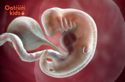 Tuỳ vào thể trạng mỗi mẹ bầu mà thời gian thai vào tử cung khác nhau.