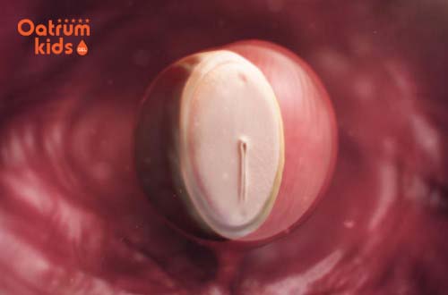 Thai 4 tuần tuổi đang tiến hành phân chia tế bào.