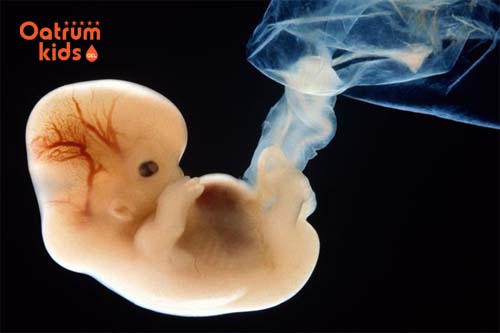 Tuỳ từng trường hợp phải 7-8 tuần mới có tim thai.