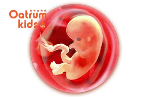  Thai 7 tuần tuổi đã bắt đầu hình thành ngón tay, chân, phát triển cơ quan nội tạng.