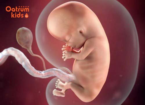  Thai 8 tuần tuổi đã có mất đuôi và có đầy đủ các bộ phận.