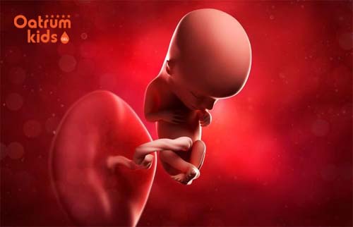  Thai nhi 10 tuần tuổi đã bắt đầu sản xuất ra bạch cầu.