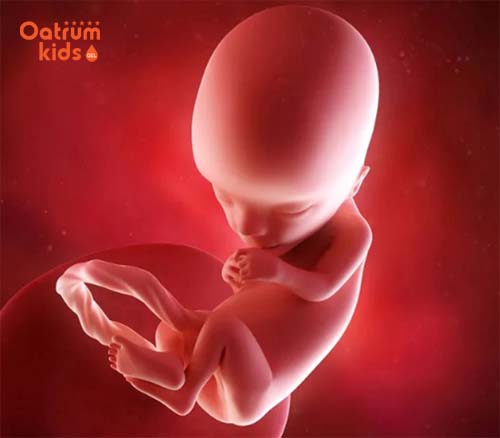 Thai nhi 13 tuần tuổi đã biết nhăn mặt, cau màu, thể hiện rõ nét mặt.