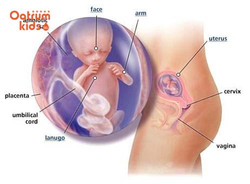  Có thể chẩn đoán được giới tính của bé khi siêu âm thai 14 tuần.