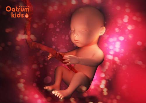  Thai nhi 14 tuần tuổi đã phát triển vị giác và biết nuốt nước ối.