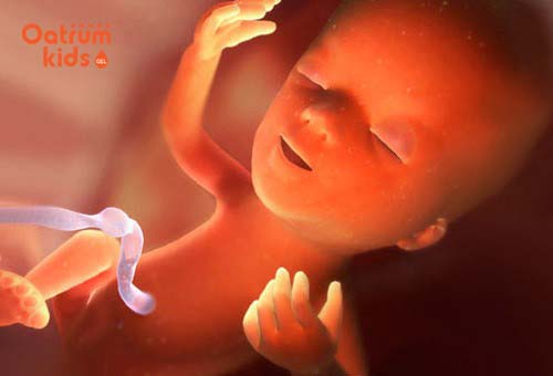  Thai nhi 15 tuần tuổi đã mọc tóc, tim bơm được 28 lít máu mỗi ngày.