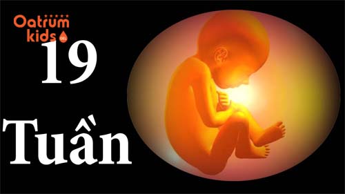  Thai nhi 19 tuần tuổi đã biết nuốt nhiều nước ối và thải phân su.