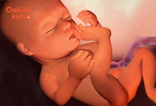 Thai nhi 21 tuần tuổi đã biết cử động tất cả các cơ ở trên cơ thể.