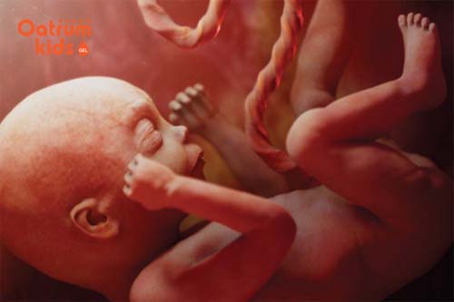  Siêu âm thai nhi 22 tuần giúp phát hiện dị tật bẩm sinh chính xác.