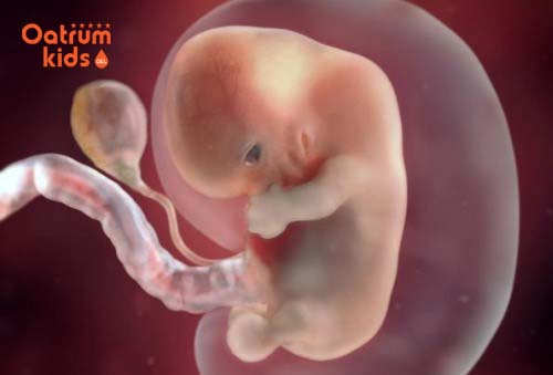  Hình ảnh thai nhi tuần thứ 8