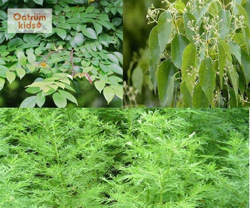 Lá khế kết hợp lá long não và thanh hao giúp chữa mề đay hiệu quả