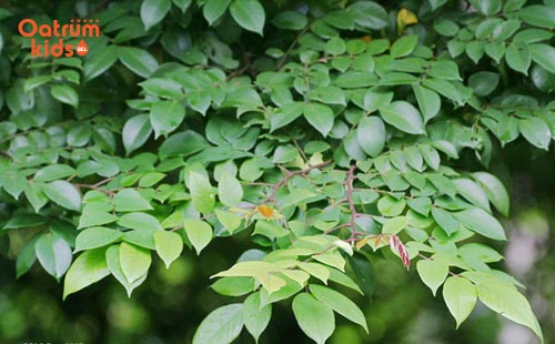 Lá khế chua giúp giảm ngứa hiệu quả