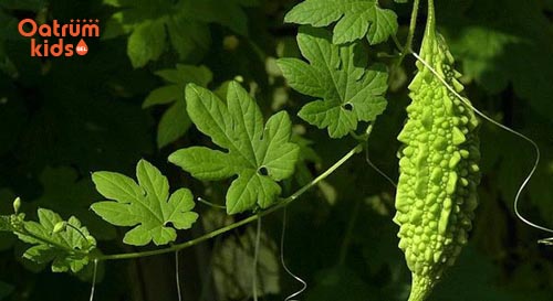 Mướp đắng là vị thuốc có khả năng giải nhiệt rất tốt