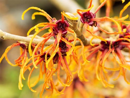 Bôi nước cây phỉ lên vùng da bị mề đay giúp giảm ngứa ngáy khó chịu