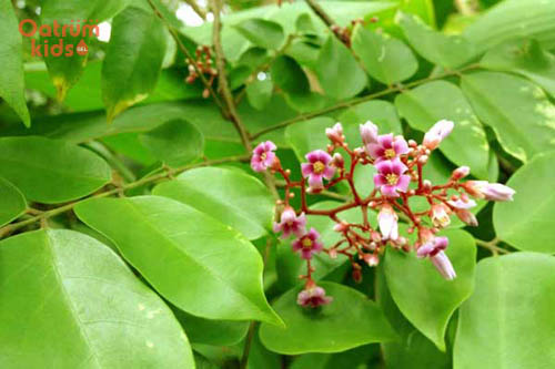 Lá khế - bài thuốc trị mề đay phổ biến