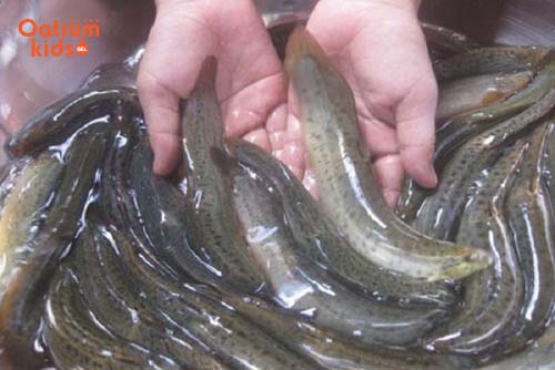 Canh cá chạch giúp thanh nhiệt, trị mẩn ngứa