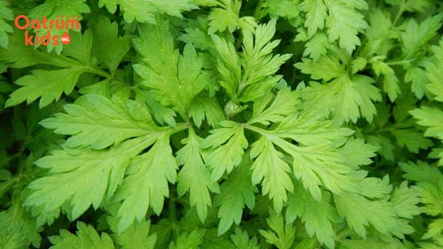 cây trị mẩn ngứa ở trẻ nhỏ - Lá ngải cứu dùng làm nước tắm trị mẩn ngứa cho bé