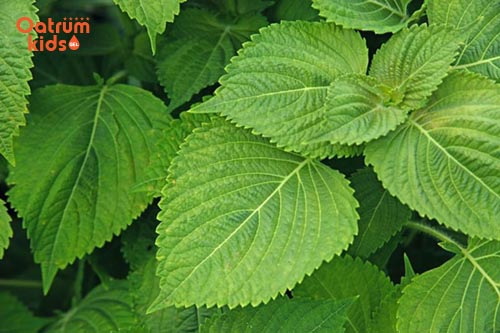 cây trị mẩn ngứa ở trẻ nhỏ - Lá kinh giới có chứa nhiều kháng sinh tự nhiên giúp sạch da, tiêu độc