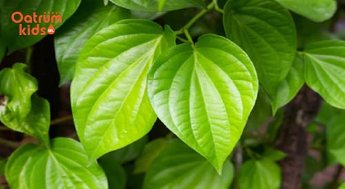 cây trị mẩn ngứa ở trẻ nhỏ - Lá trầu không giúp giảm viêm ngứa, dị ứng cho bé