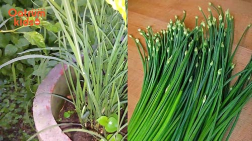 Bài thuốc trị mề đay từ lá hẹ