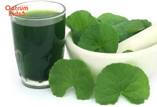 Rau má giúp thanh nhiệt, giải độc, tiêu viêm, sát khuẩn