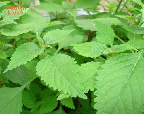 Lá kinh giới chứa kháng sinh tự nhiên và tinh dầu