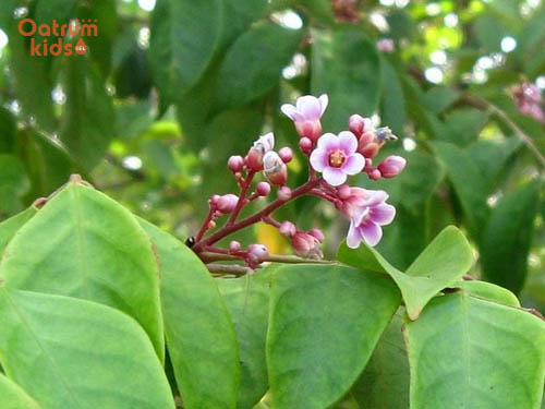 Lá khế - bài thuốc trị mẩn ngứa, nổi mề đay hiệu quả