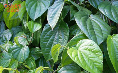 Lá trầu không giúp sát khuẩn, trừ phong