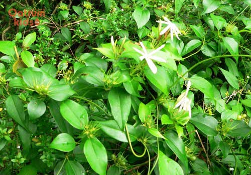 Chè vằng giúp giải nhiệt, tiêu viêm