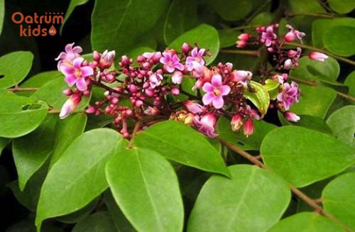 Tắm bằng lá khế giúp loại trừ mẩn ngứa hiệu quả