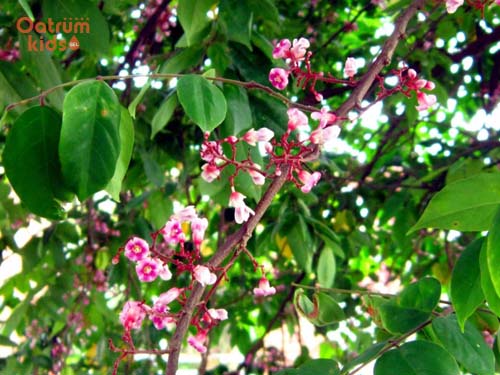 Bài khế từ lá khế giúp đẩy lùi mẩn đỏ ở trán trẻ hiệu quả