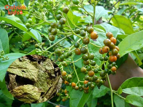 Cây xạ đen hỗ trợ điều trị các bệnh lý về da rất tốt