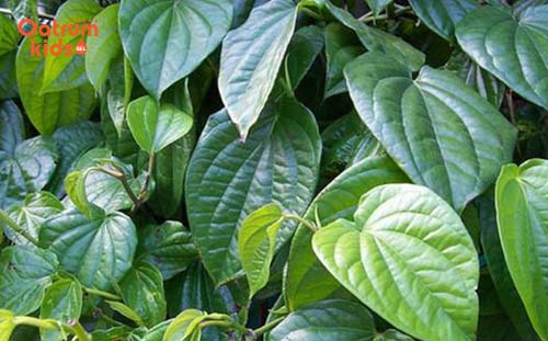 Lá trầu không giúp phục hồi vết thương hiệu quả