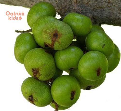 Nhựa sung giúp vết nứt cổ gà nhanh liền và giảm đau