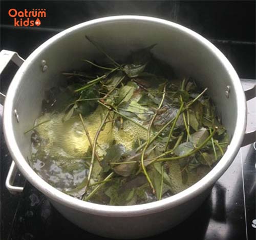 Lá khế được đun sôi có tác dụng trị hăm rất tốt - Trị hăm tã bằng lá khế