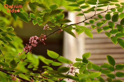 Khế là loại cây rất gần gũi với người dân Việt Nam