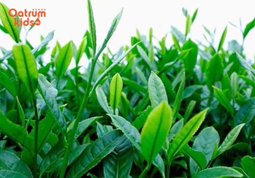 Là chè xanh có vị đắng chát, hơi ngọt - Trị hăm tã bằng lá chè xanh