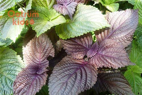  Lá tía tô chữa nứt cổ gà