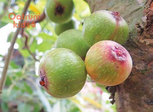  Chữa nứt cổ gà bằng nhựa sung