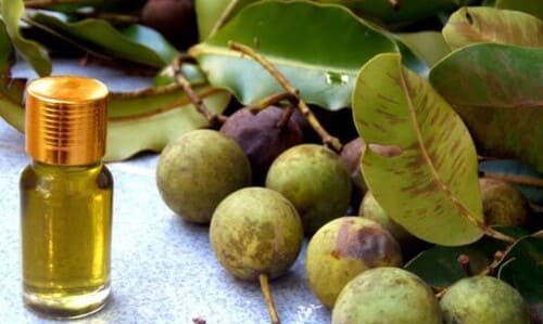 Dầu mù u có nhiều công dụng chữa bệnh